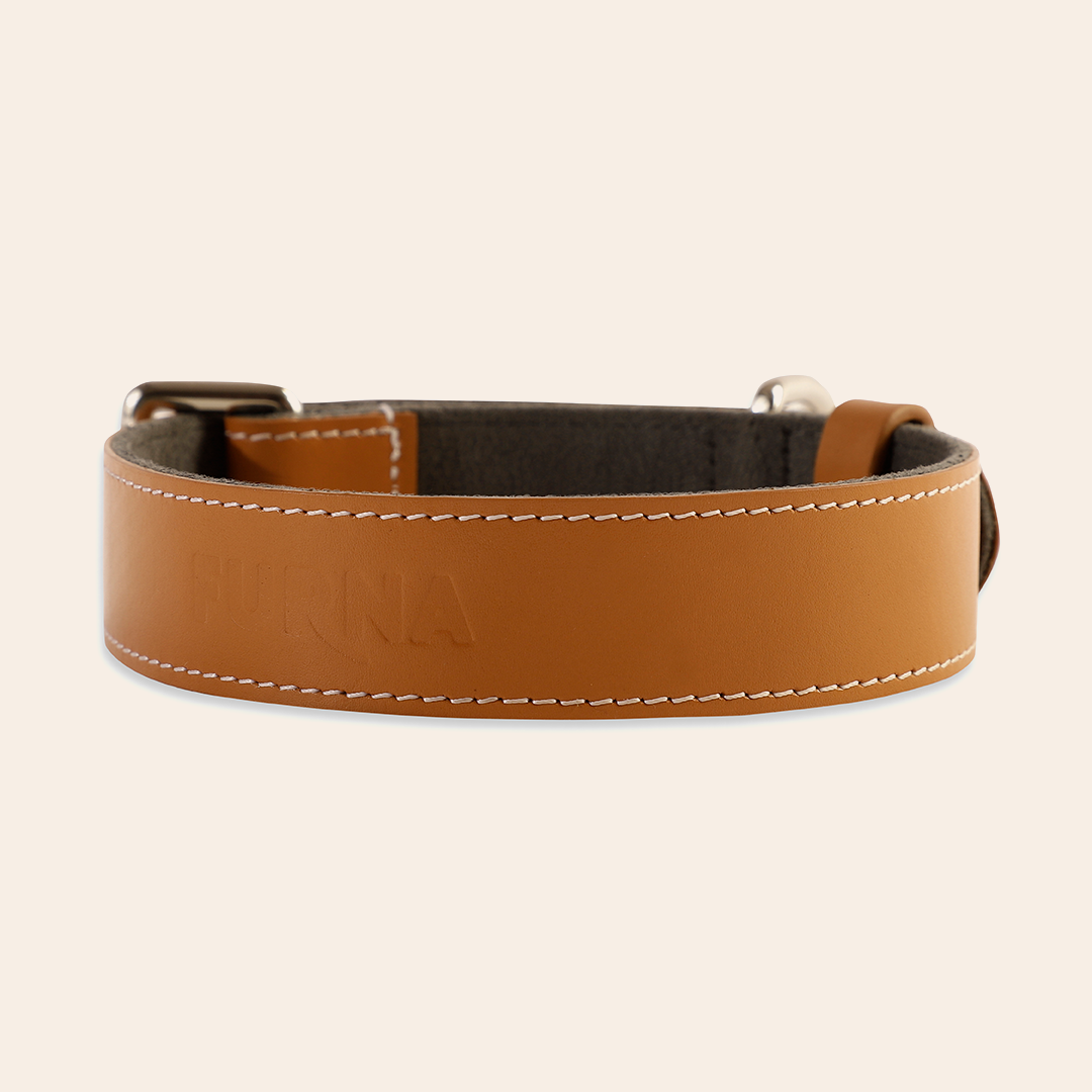 Pet Collar Tangerine