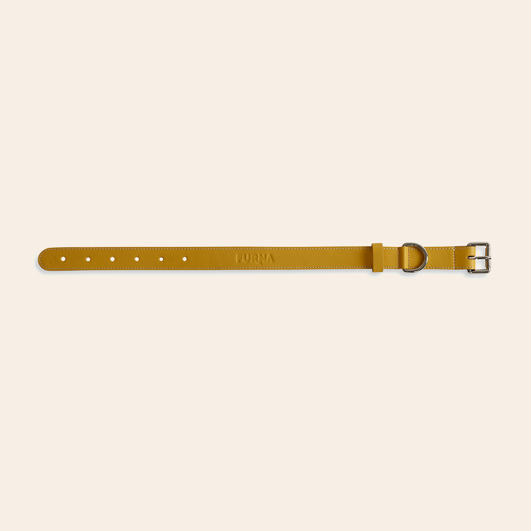 Yellow Pet Collar 5