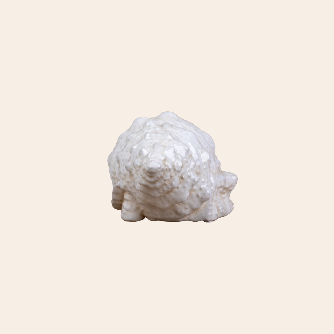 Seashell Decor Color Cream 6