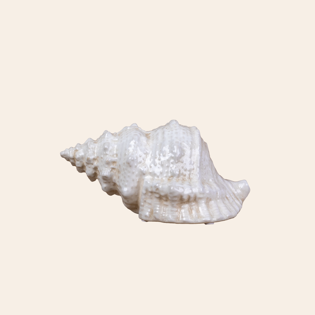 Seashell Decor Color Cream 7