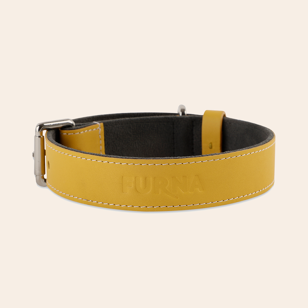 Yellow Pet Collar