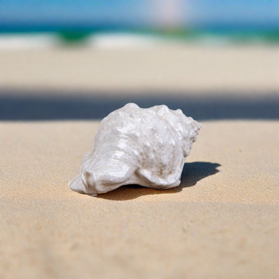 Seashell Decor Color Cream 3