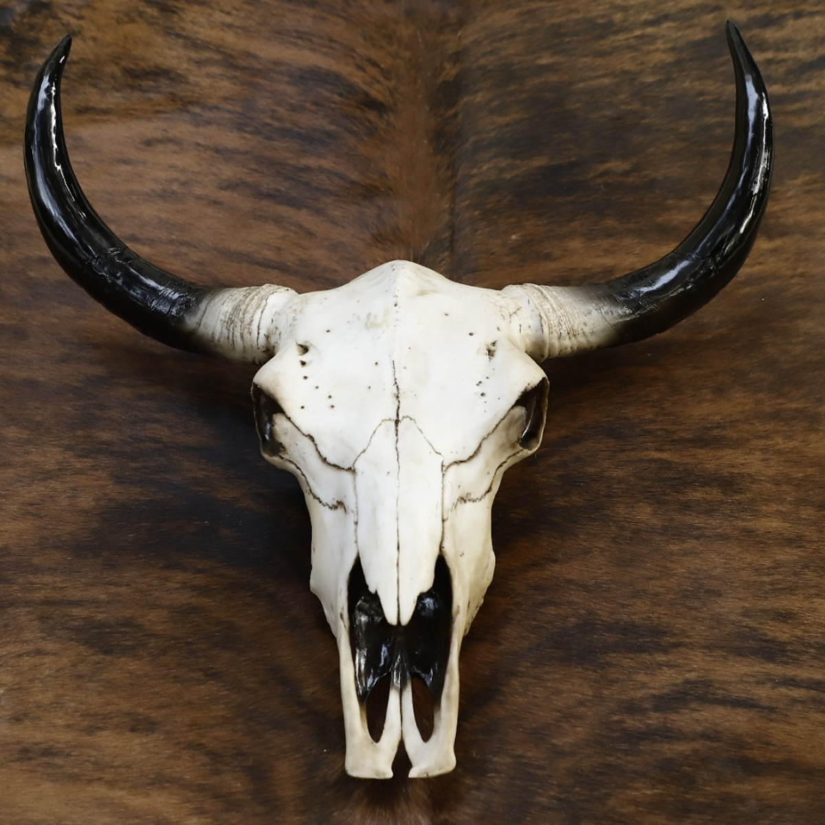 Animal Head