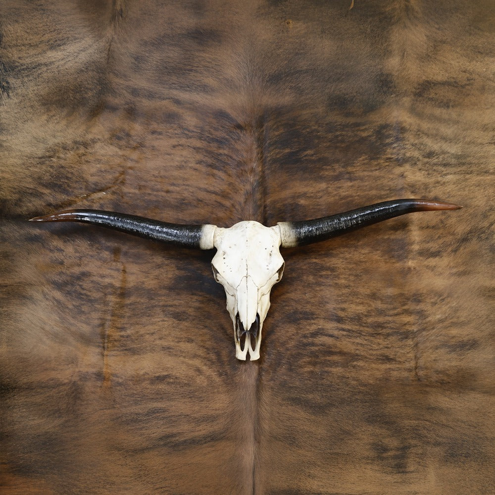 Animal Head
