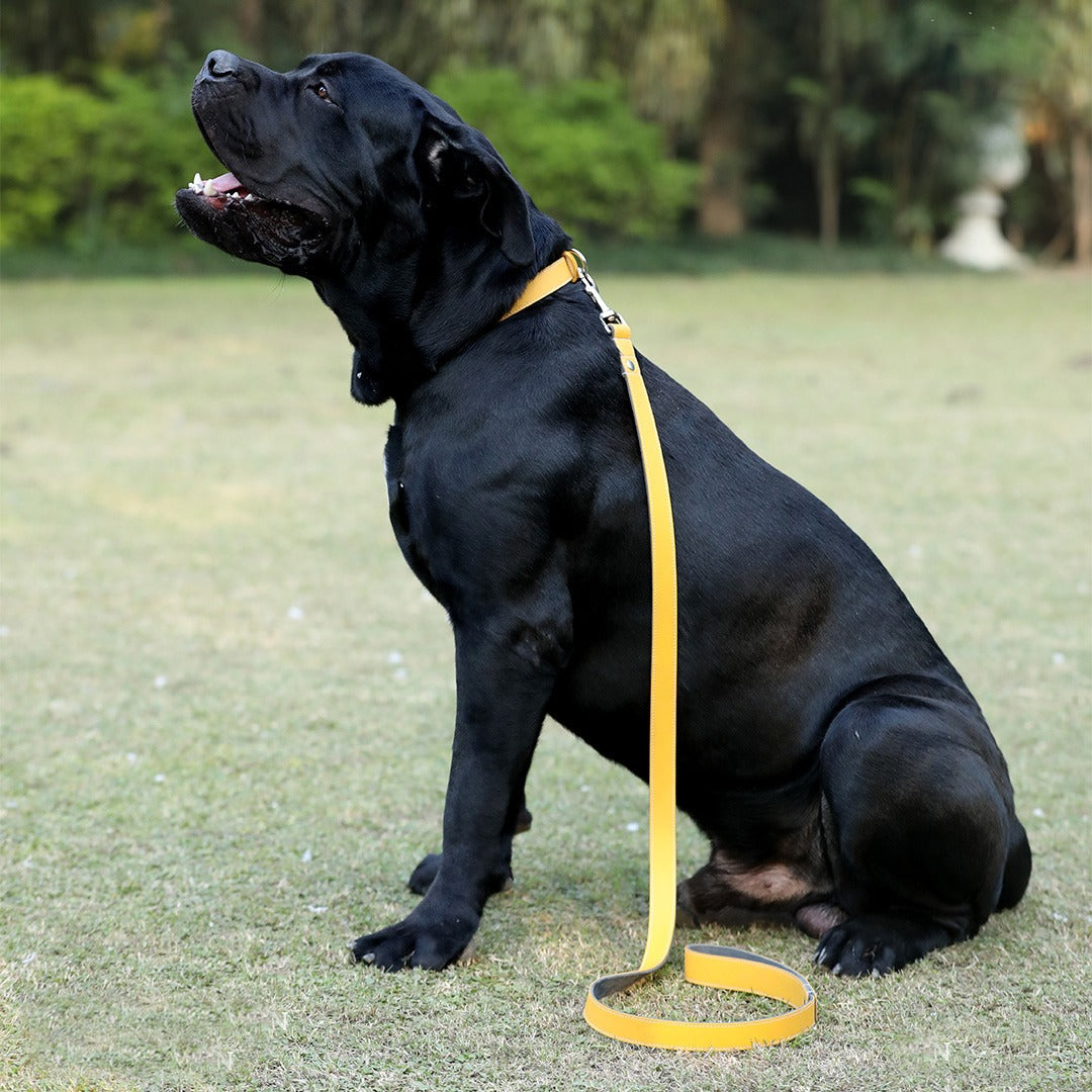 Yellow Pet Leashe 2