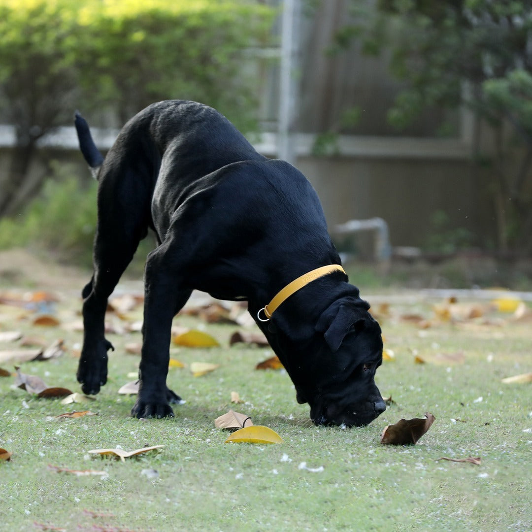 Yellow Pet Collar 3