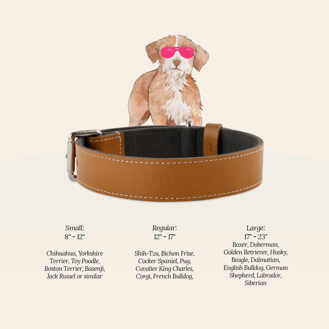 Pet Collar Tangerine 3