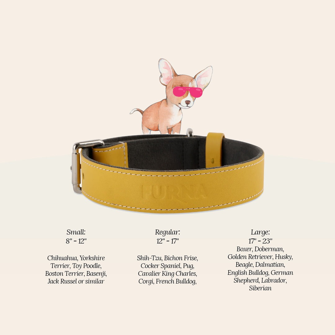 Yellow Pet Collar 4