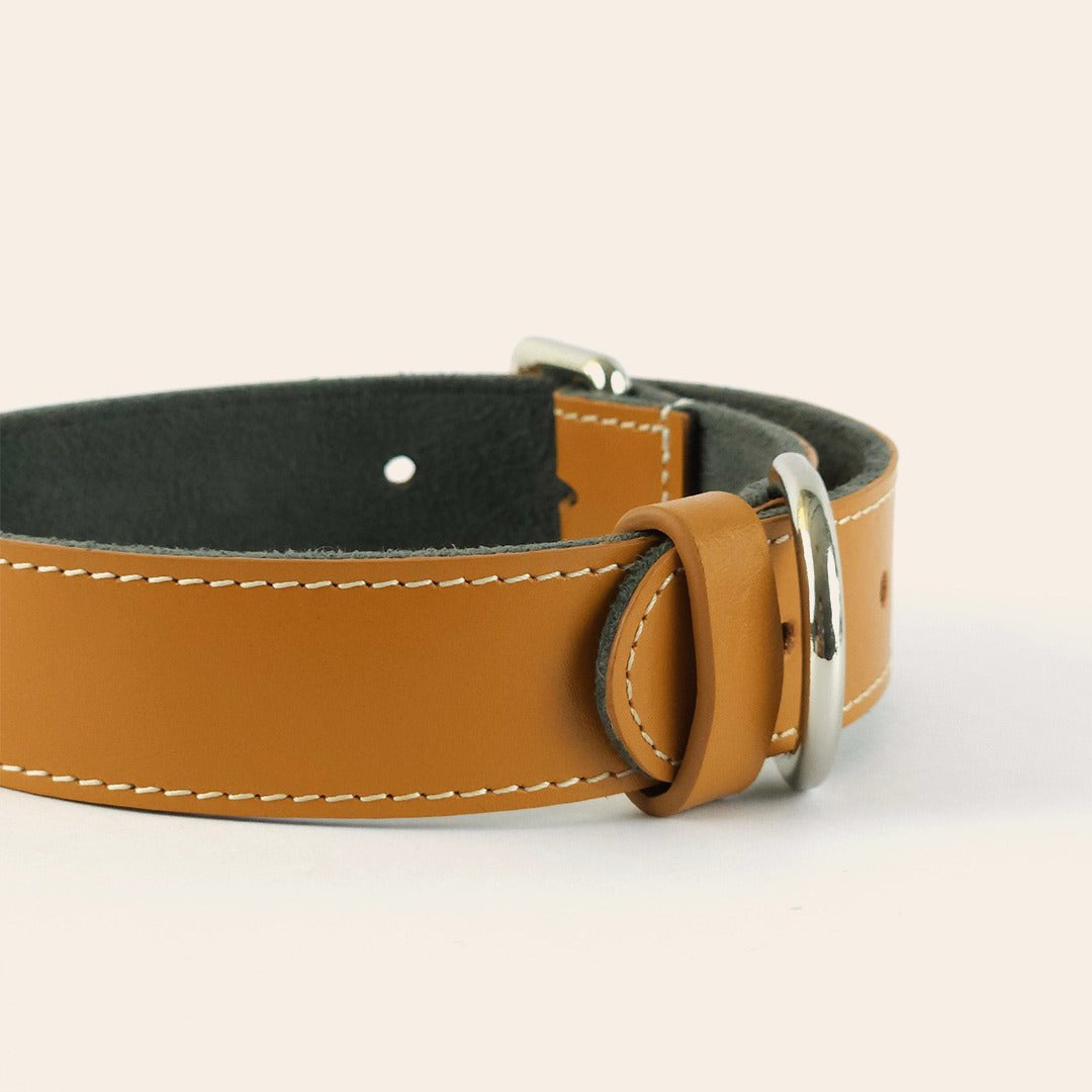 Pet Collar Tangerine 1