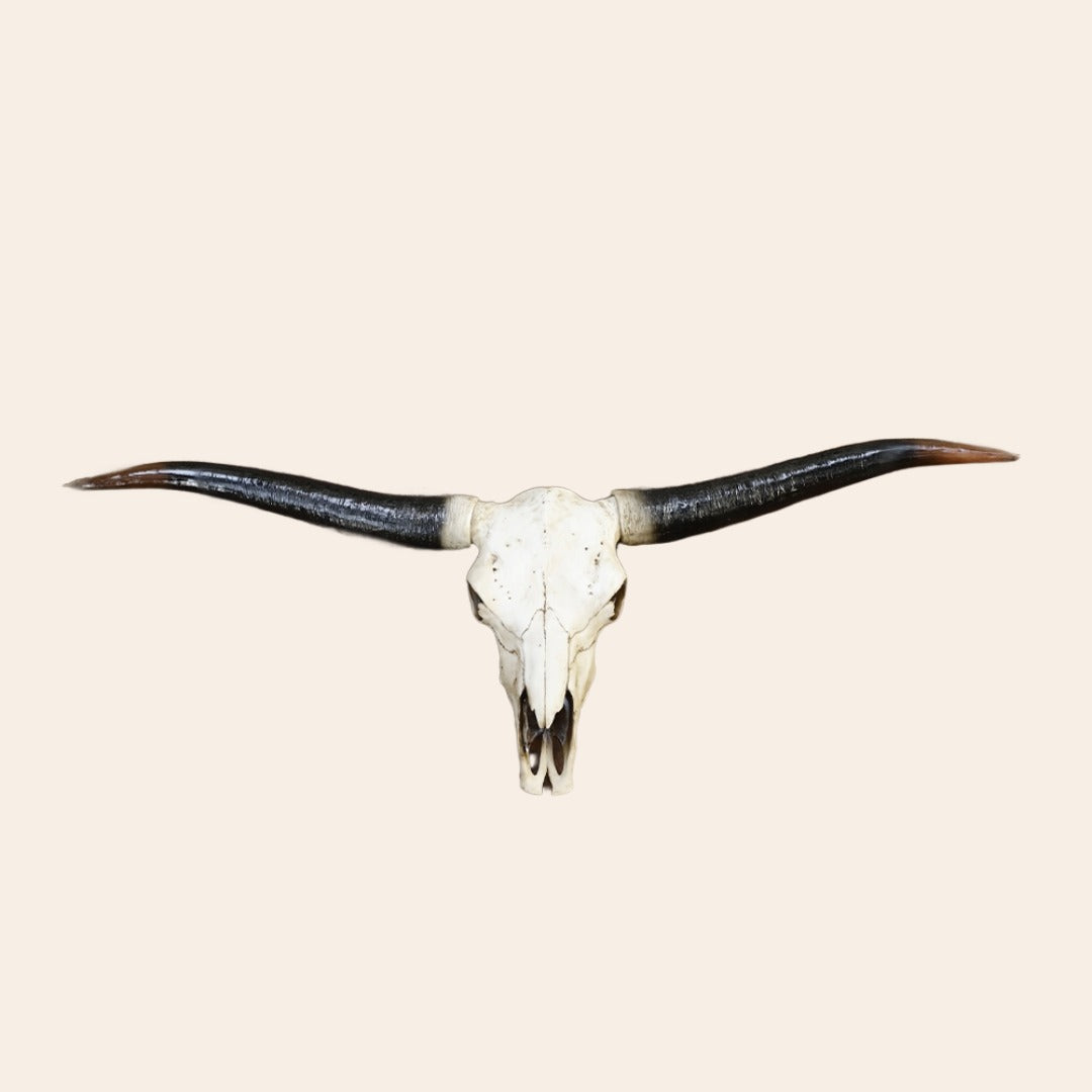 Animal Head