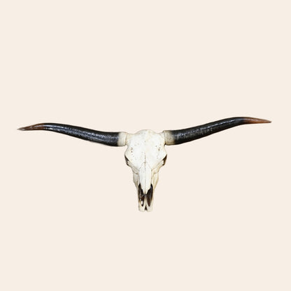 Animal Head